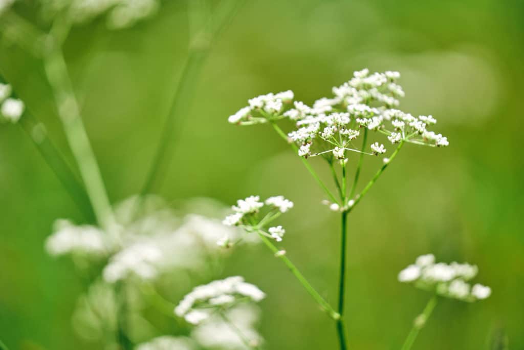 Integrativ terapi - metode